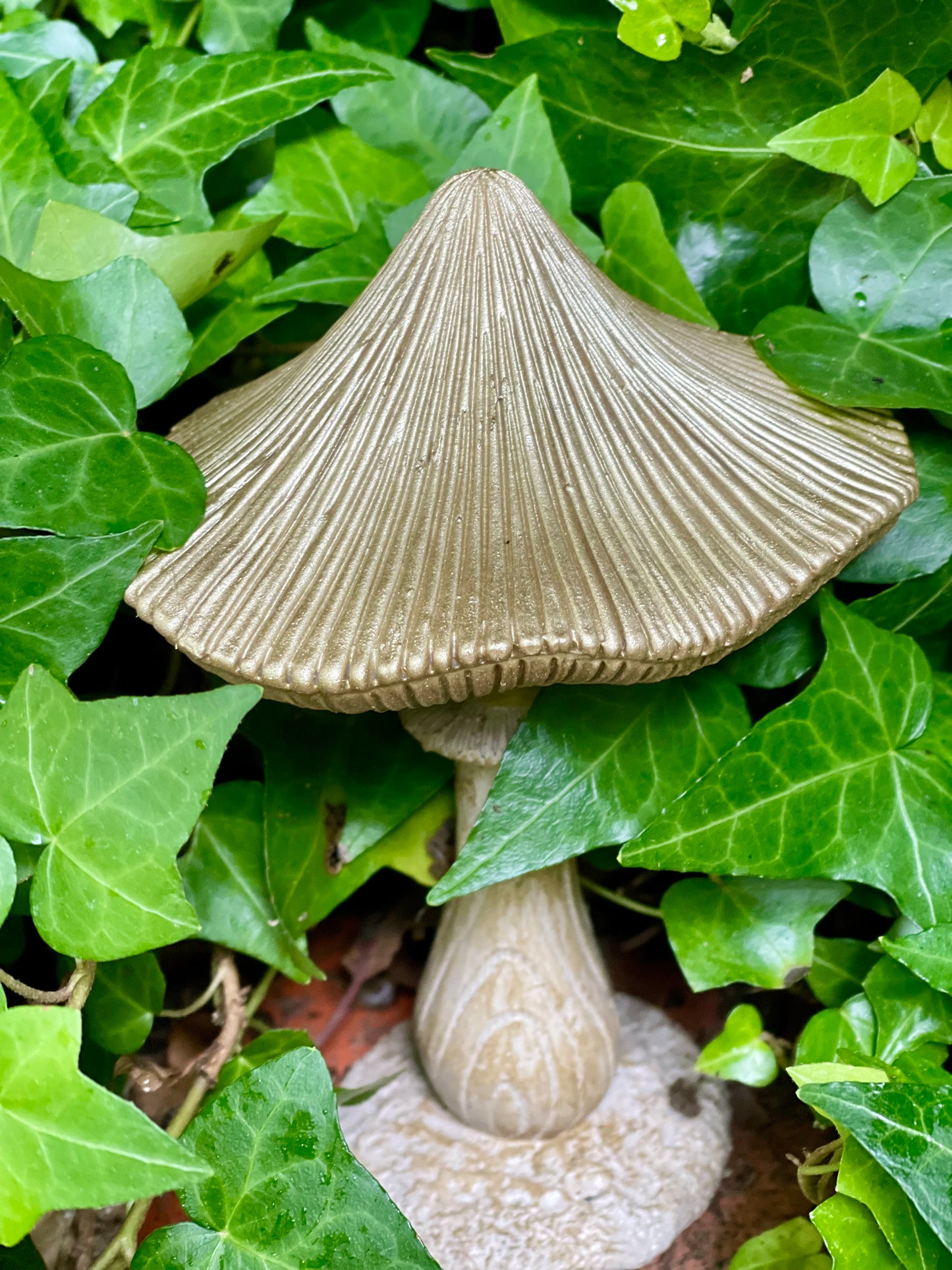 Champignon Shabby