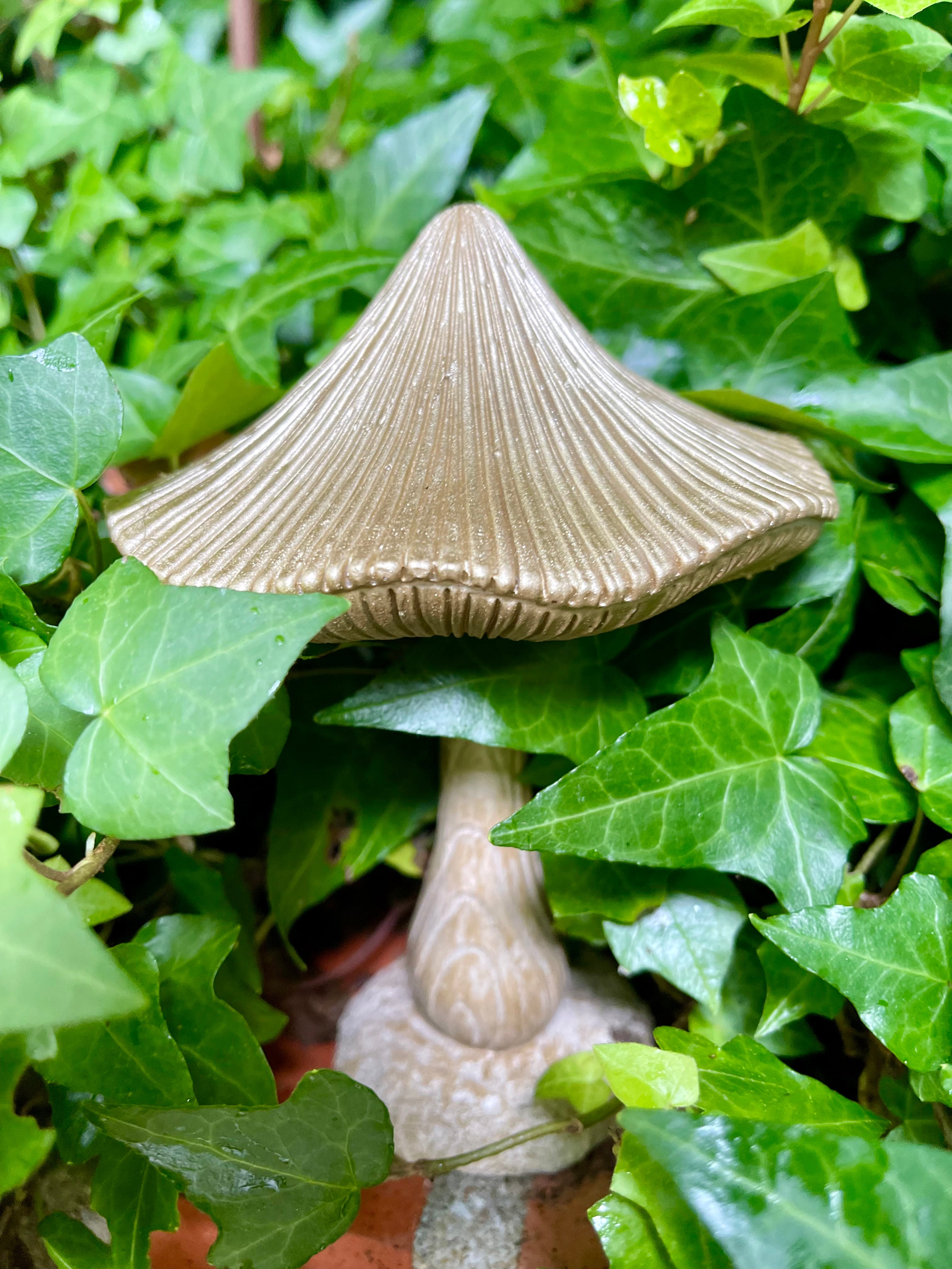 Champignon Shabby