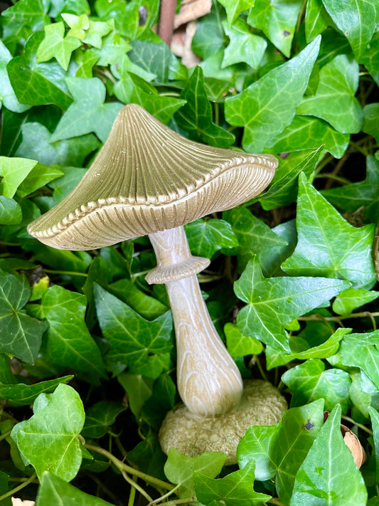 Champignon Shabby