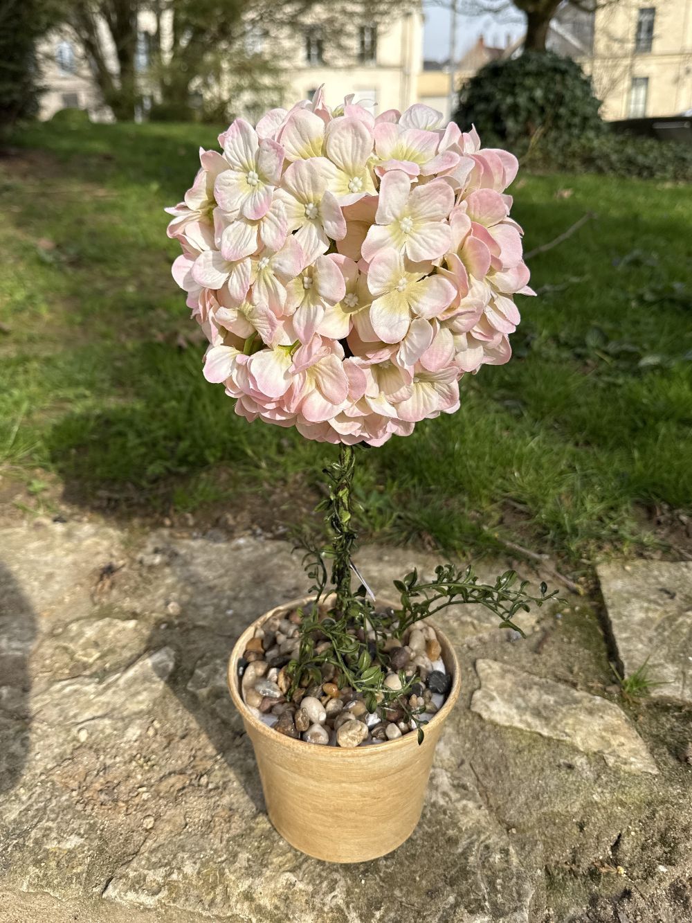 Hortensia Rosée sur Tige
