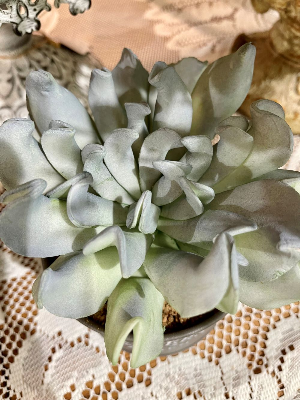 Plante grasse artificielle en pot gris flowers and garden décoration romantique shabby chic ambiance douce et naturelle